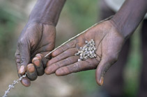 Seeds in the hand