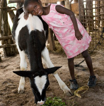 A child in pink, with a cow