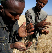 Inspecting grain