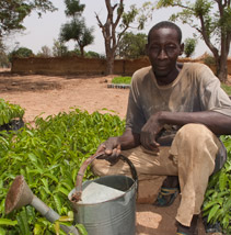 A man and his crop