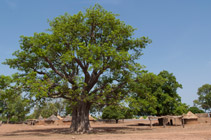 A tree