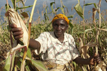 A man picks maize