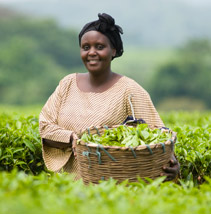 A lady in her crop