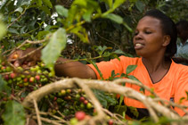 A lady harvests from a bush
