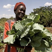 A lady with her greens in the field