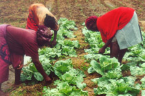 Women harvest their crop