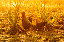 A chicken in the sun