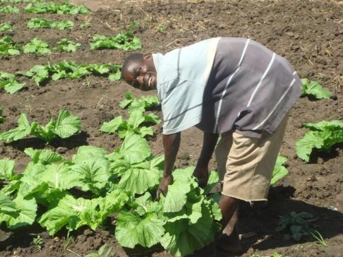 Man in field with lettuces, Malawi