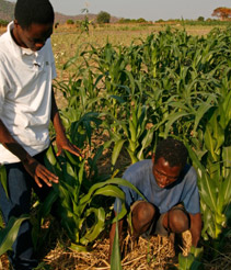 Men working in a field