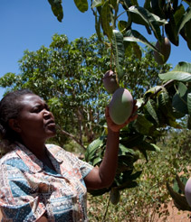 Woman inspecting fruit