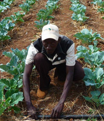 Man tending field